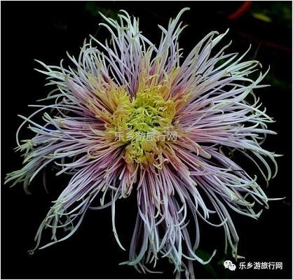 <a href=http://www.lexiangyou.org/xiangcunlvyou/ target=_blank class=infotextkey>乡村旅游</a>：今天开园！中山花海实景曝光，各款美食等你品尝