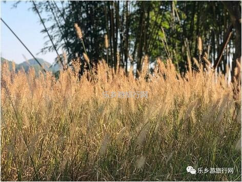 <a href=http://www.lexiangyou.org/xiangcunlvyou/ target=_blank class=infotextkey>乡村旅游</a>：金钟湖公园：漫步绿道，欣赏湿地美景