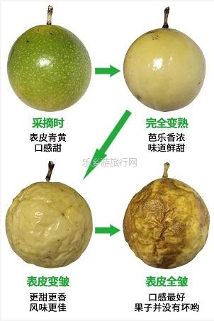 <a href=http://www.lexiangyou.org/xiangcunlvyou/ target=_blank class=infotextkey>乡村旅游</a>：黄金百香果：沁人心脾的香味，酸甜可口的果汁