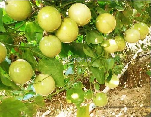 <a href=http://www.lexiangyou.org/xiangcunlvyou/ target=_blank class=infotextkey>乡村旅游</a>：黄金百香果：沁人心脾的香味，酸甜可口的果汁