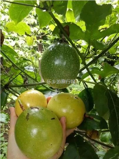<a href=http://www.lexiangyou.org/xiangcunlvyou/ target=_blank class=infotextkey>乡村旅游</a>：黄金百香果：沁人心脾的香味，酸甜可口的果汁