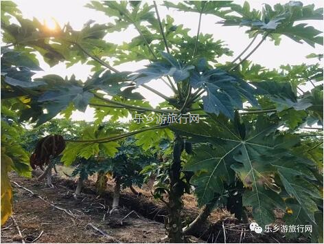 乡村旅游：红芯木瓜：清甜香浓、软化多汁、入口即化