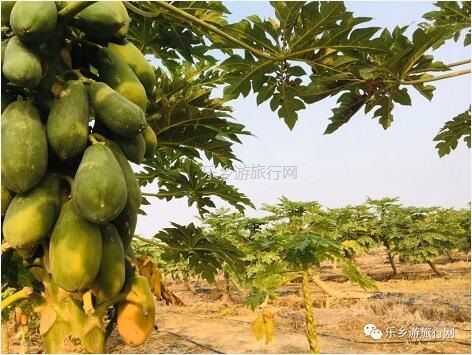 乡村旅游：红芯木瓜：清甜香浓、软化多汁、入口即化