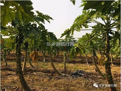 乡村旅游：红芯木瓜：清甜香浓、软化多汁、入口即化