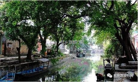 乡村旅游：红芯木瓜：清甜香浓、软化多汁、入口即化