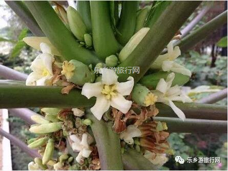 乡村旅游：红芯木瓜：清甜香浓、软化多汁、入口即化