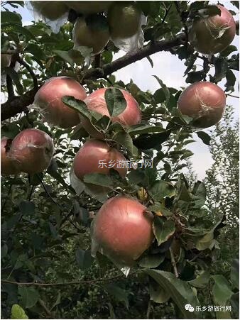 <a href=http://www.lexiangyou.org/xiangcunlvyou/ target=_blank class=infotextkey>乡村旅游</a>：冰糖心苹果：新鲜采摘，果大肉细，甜脆多汁