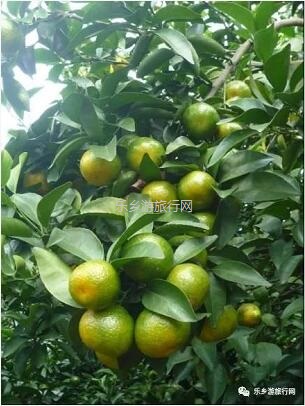 <a href=http://www.lexiangyou.org/xiangcunlvyou/ target=_blank class=infotextkey>乡村旅游</a>：五桂山沙糖桔任摘任吃，原生态品尝泥煨鸡套餐