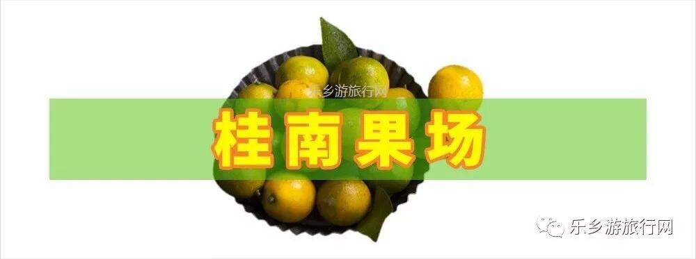 <a href=http://www.lexiangyou.org/xiangcunlvyou/ target=_blank class=infotextkey>乡村旅游</a>：五桂山沙糖桔任摘任吃，原生态品尝泥煨鸡套餐