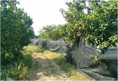 <a href=http://www.lexiangyou.org/xiangcunlvyou/ target=_blank class=infotextkey>乡村旅游</a>：五桂山沙糖桔任摘任吃，原生态品尝泥煨鸡套餐