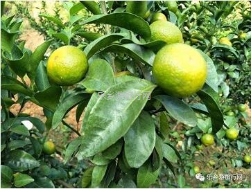 <a href=http://www.lexiangyou.org/xiangcunlvyou/ target=_blank class=infotextkey>乡村旅游</a>：五桂山沙糖桔任摘任吃，原生态品尝泥煨鸡套餐