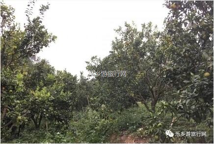 <a href=http://www.lexiangyou.org/xiangcunlvyou/ target=_blank class=infotextkey>乡村旅游</a>：五桂山沙糖桔任摘任吃，原生态品尝泥煨鸡套餐