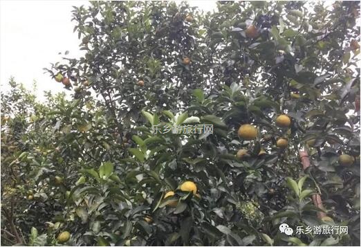 <a href=http://www.lexiangyou.org/xiangcunlvyou/ target=_blank class=infotextkey>乡村旅游</a>：五桂山沙糖桔任摘任吃，原生态品尝泥煨鸡套餐