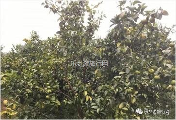 <a href=http://www.lexiangyou.org/xiangcunlvyou/ target=_blank class=infotextkey>乡村旅游</a>：五桂山沙糖桔任摘任吃，原生态品尝泥煨鸡套餐