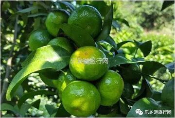 <a href=http://www.lexiangyou.org/xiangcunlvyou/ target=_blank class=infotextkey>乡村旅游</a>：五桂山沙糖桔任摘任吃，原生态品尝泥煨鸡套餐