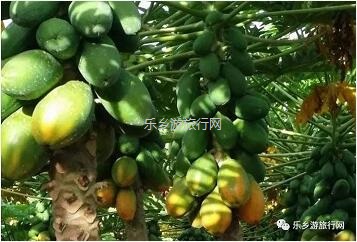 <a href=http://www.lexiangyou.org/xiangcunlvyou/ target=_blank class=infotextkey>乡村旅游</a>：这里的青枣也熟了！果肉爽脆，味道鲜甜
