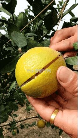 <a href=http://www.lexiangyou.org/xiangcunlvyou/ target=_blank class=infotextkey>乡村旅游</a>：民众皇帝柑熟了！皮薄多汁，脆嫩够甜