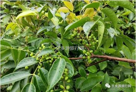 <a href=http://www.lexiangyou.org/xiangcunlvyou/ target=_blank class=infotextkey>乡村旅游</a>：登临山顶，观赏“二龙戏珠”和伶仃洋的鱼跃