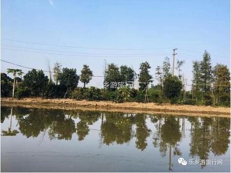 <a href=http://www.lexiangyou.org/xiangcunlvyou/ target=_blank class=infotextkey>乡村旅游</a>：这里的青枣也熟了！果肉爽脆，味道鲜甜