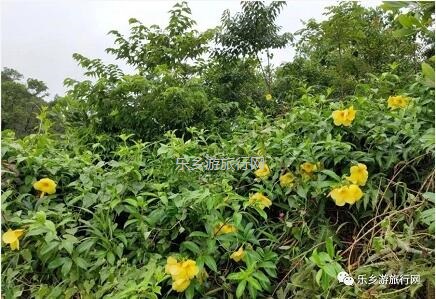 <a href=http://www.lexiangyou.org/xiangcunlvyou/ target=_blank class=infotextkey>乡村旅游</a>：登临山顶，观赏“二龙戏珠”和伶仃洋的鱼跃
