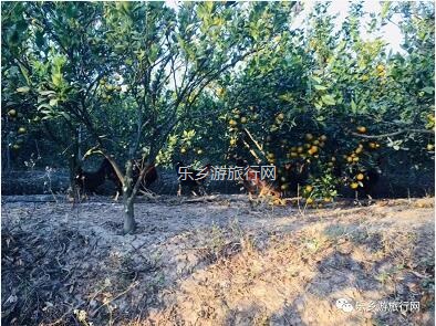 <a href=http://www.lexiangyou.org/xiangcunlvyou/ target=_blank class=infotextkey>乡村旅游</a>：民众皇帝柑熟了！皮薄多汁，脆嫩够甜