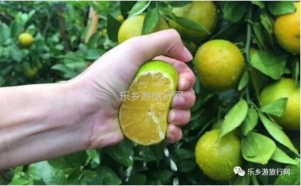 <a href=http://www.lexiangyou.org/xiangcunlvyou/ target=_blank class=infotextkey>乡村旅游</a>：民众皇帝柑熟了！皮薄多汁，脆嫩够甜