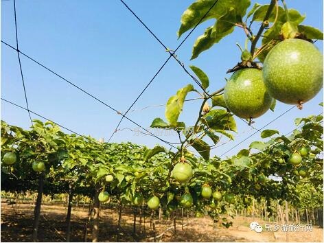 <a href=http://www.lexiangyou.org/xiangcunlvyou/ target=_blank class=infotextkey>乡村旅游</a>：民众皇帝柑熟了！皮薄多汁，脆嫩够甜