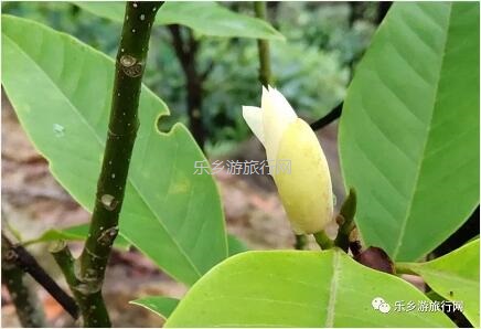 <a href=http://www.lexiangyou.org/xiangcunlvyou/ target=_blank class=infotextkey>乡村旅游</a>：登临山顶，观赏“二龙戏珠”和伶仃洋的鱼跃