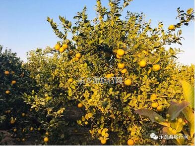 <a href=http://www.lexiangyou.org/xiangcunlvyou/ target=_blank class=infotextkey>乡村旅游</a>：民众皇帝柑熟了！皮薄多汁，脆嫩够甜