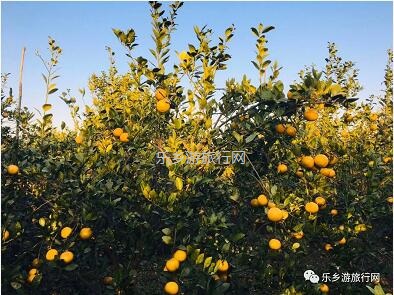 <a href=http://www.lexiangyou.org/xiangcunlvyou/ target=_blank class=infotextkey>乡村旅游</a>：民众皇帝柑熟了！皮薄多汁，脆嫩够甜