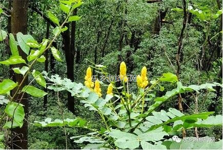 <a href=http://www.lexiangyou.org/xiangcunlvyou/ target=_blank class=infotextkey>乡村旅游</a>：登临山顶，观赏“二龙戏珠”和伶仃洋的鱼跃