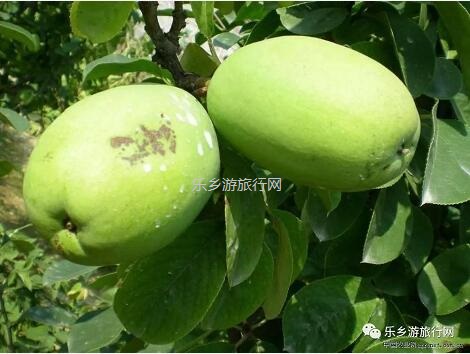<a href=http://www.lexiangyou.org/xiangcunlvyou/ target=_blank class=infotextkey>乡村旅游</a>：这里的青枣也熟了！果肉爽脆，味道鲜甜
