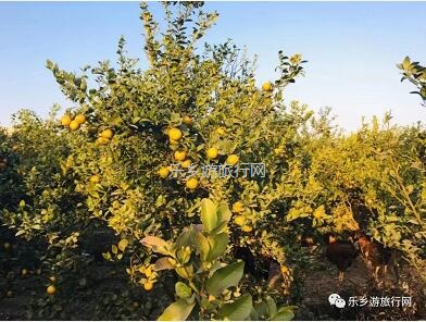 <a href=http://www.lexiangyou.org/xiangcunlvyou/ target=_blank class=infotextkey>乡村旅游</a>：民众皇帝柑熟了！皮薄多汁，脆嫩够甜