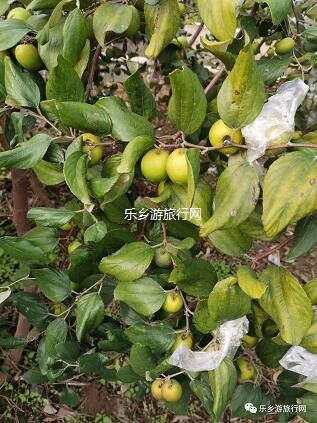 <a href=http://www.lexiangyou.org/xiangcunlvyou/ target=_blank class=infotextkey>乡村旅游</a>：这里的青枣也熟了！果肉爽脆，味道鲜甜