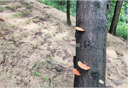 <a href=http://www.lexiangyou.org/xiangcunlvyou/ target=_blank class=infotextkey>乡村旅游</a>：登临山顶，观赏“二龙戏珠”和伶仃洋的鱼跃