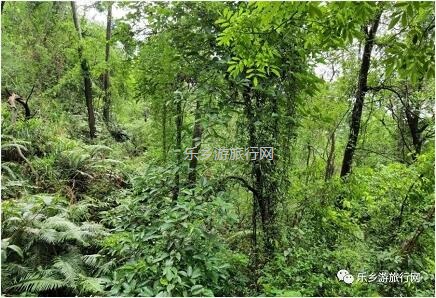 <a href=http://www.lexiangyou.org/xiangcunlvyou/ target=_blank class=infotextkey>乡村旅游</a>：登临山顶，观赏“二龙戏珠”和伶仃洋的鱼跃