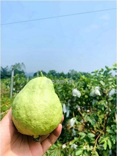 <a href=http://www.lexiangyou.org/xiangcunlvyou/ target=_blank class=infotextkey>乡村旅游</a>：这里的青枣也熟了！果肉爽脆，味道鲜甜