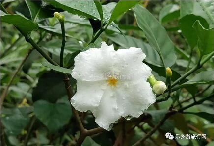 <a href=http://www.lexiangyou.org/xiangcunlvyou/ target=_blank class=infotextkey>乡村旅游</a>：登临山顶，观赏“二龙戏珠”和伶仃洋的鱼跃