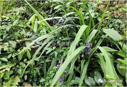 <a href=http://www.lexiangyou.org/xiangcunlvyou/ target=_blank class=infotextkey>乡村旅游</a>：登临山顶，观赏“二龙戏珠”和伶仃洋的鱼跃