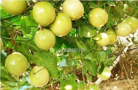 <a href=http://www.lexiangyou.org/xiangcunlvyou/ target=_blank class=infotextkey>乡村旅游</a>：这里的青枣也熟了！果肉爽脆，味道鲜甜