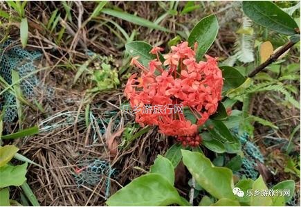 <a href=http://www.lexiangyou.org/xiangcunlvyou/ target=_blank class=infotextkey>乡村旅游</a>：登临山顶，观赏“二龙戏珠”和伶仃洋的鱼跃