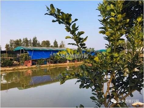 <a href=http://www.lexiangyou.org/xiangcunlvyou/ target=_blank class=infotextkey>乡村旅游</a>：这里的青枣也熟了！果肉爽脆，味道鲜甜