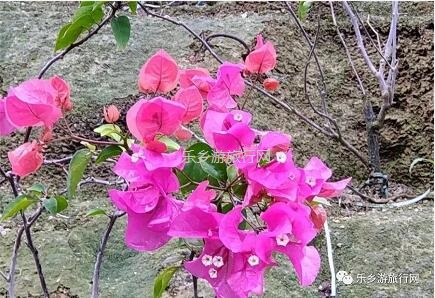 <a href=http://www.lexiangyou.org/xiangcunlvyou/ target=_blank class=infotextkey>乡村旅游</a>：登临山顶，观赏“二龙戏珠”和伶仃洋的鱼跃