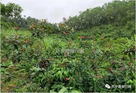 <a href=http://www.lexiangyou.org/xiangcunlvyou/ target=_blank class=infotextkey>乡村旅游</a>：登临山顶，观赏“二龙戏珠”和伶仃洋的鱼跃