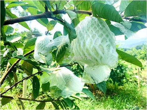 <a href=http://www.lexiangyou.org/xiangcunlvyou/ target=_blank class=infotextkey>乡村旅游</a>：这里的青枣也熟了！果肉爽脆，味道鲜甜
