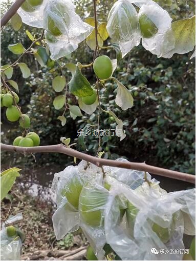 <a href=http://www.lexiangyou.org/xiangcunlvyou/ target=_blank class=infotextkey>乡村旅游</a>：这里的青枣也熟了！果肉爽脆，味道鲜甜