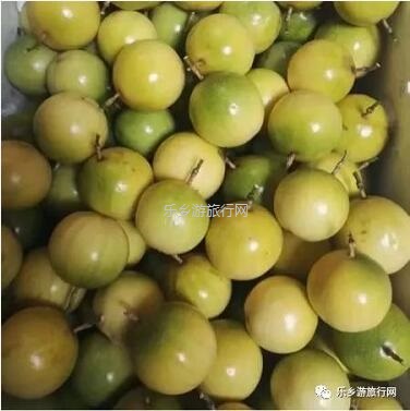 <a href=http://www.lexiangyou.org/xiangcunlvyou/ target=_blank class=infotextkey>乡村旅游</a>：这里的青枣也熟了！果肉爽脆，味道鲜甜