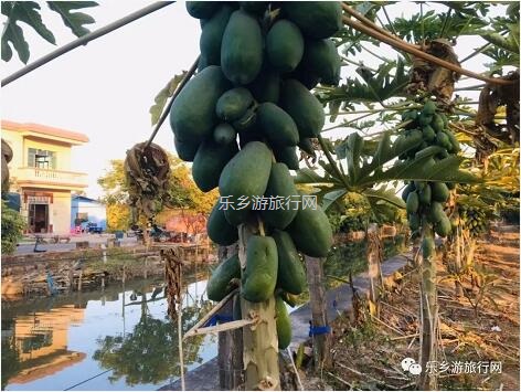 <a href=http://www.lexiangyou.org/xiangcunlvyou/ target=_blank class=infotextkey>乡村旅游</a>：民众皇帝柑熟了！皮薄多汁，脆嫩够甜