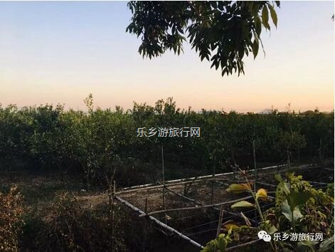 <a href=http://www.lexiangyou.org/xiangcunlvyou/ target=_blank class=infotextkey>乡村旅游</a>：民众皇帝柑熟了！皮薄多汁，脆嫩够甜