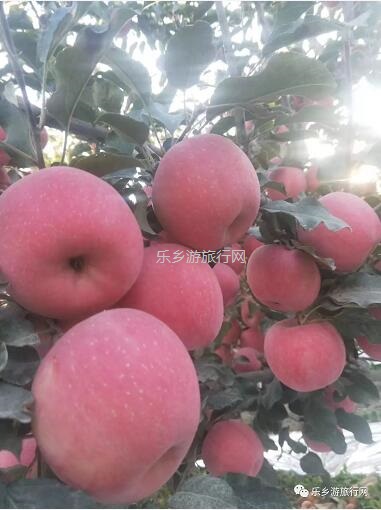 <a href=http://www.lexiangyou.org/xiangcunlvyou/ target=_blank class=infotextkey>乡村旅游</a>：【特产】欣赏草湖雨后美景，品尝新疆冰糖心苹果